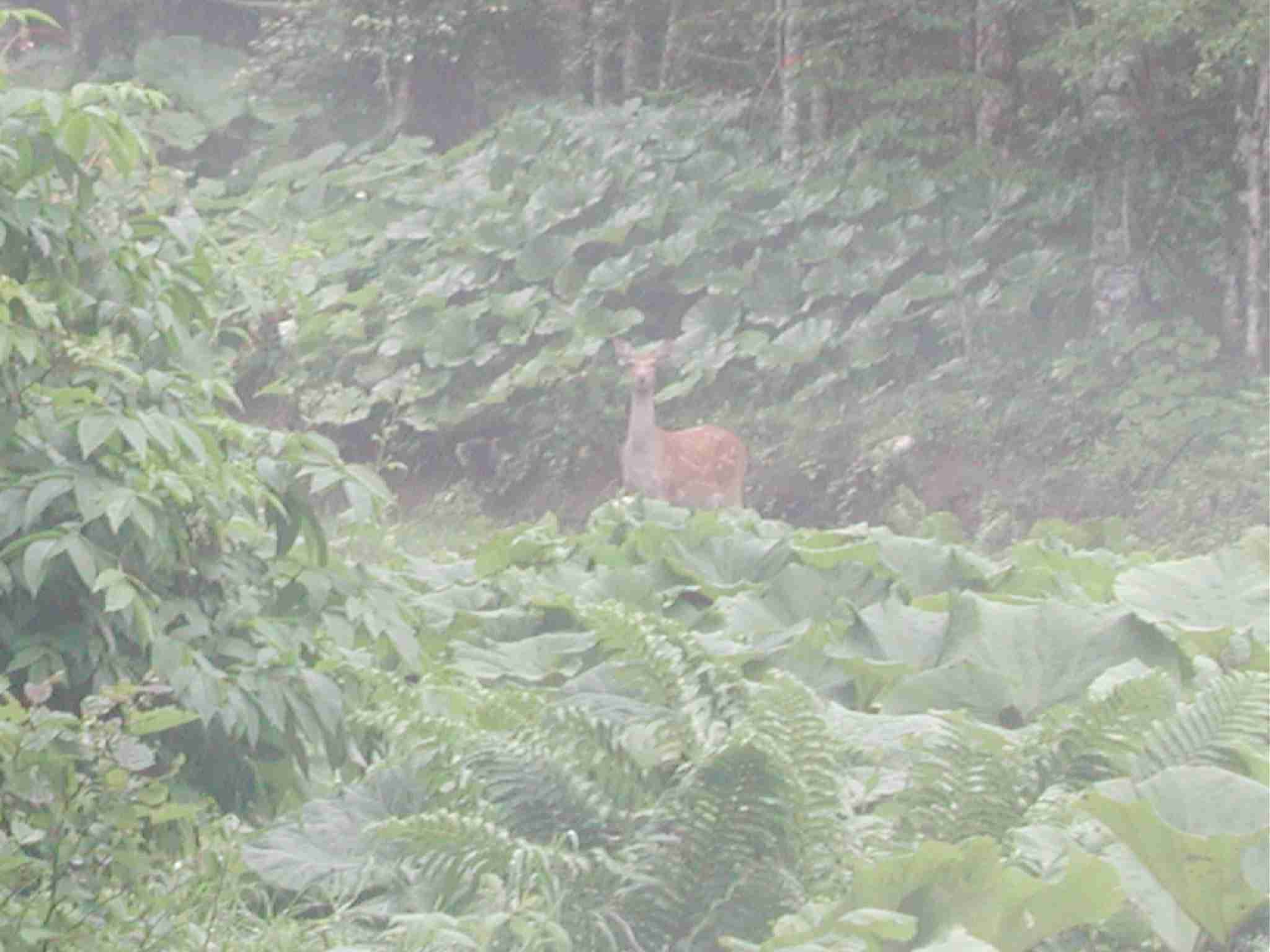 Sika Deer -summer- (Hokkaidok, Japan)