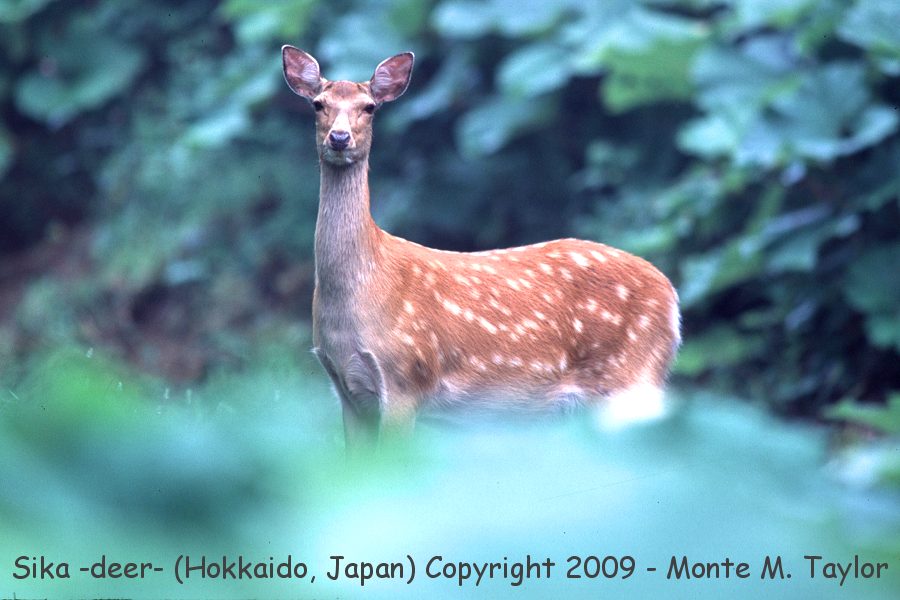 Sika (Deer) -summer- (Hokkaido, Japan)