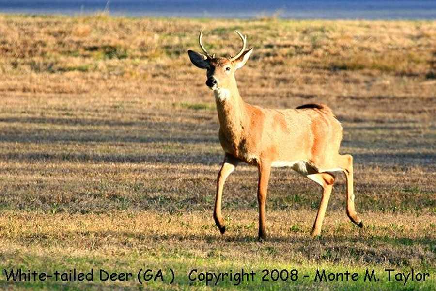 White-tailed Deer -winter buck- (Georgia)