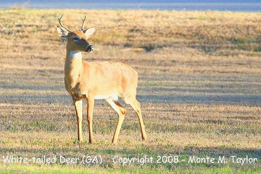 White-tailed Deer -winter buck- (Georgia)