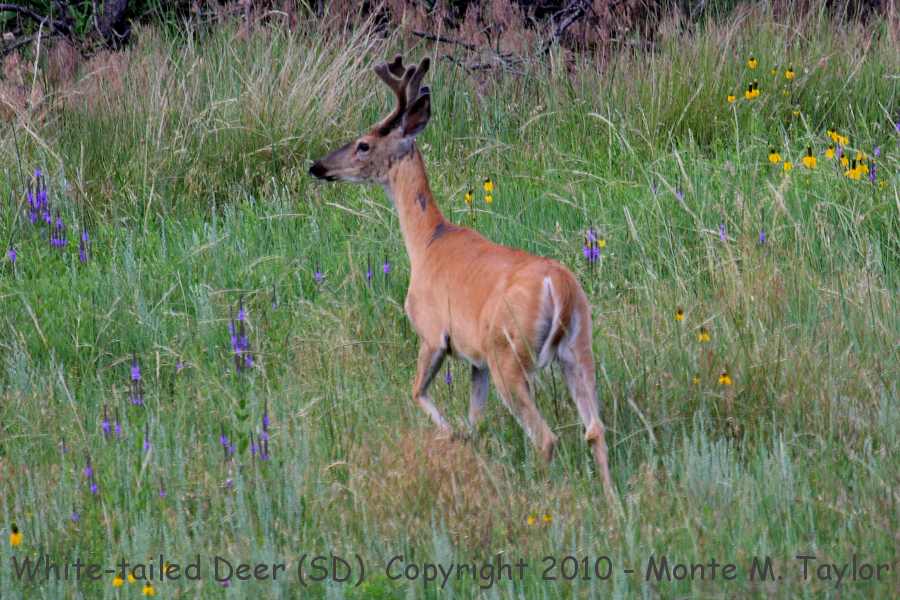 White-tailed Deer -summer- (South Dakota)