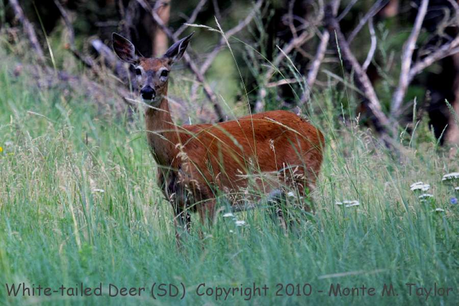 White-tailed Deer -summer- (South Dakota)