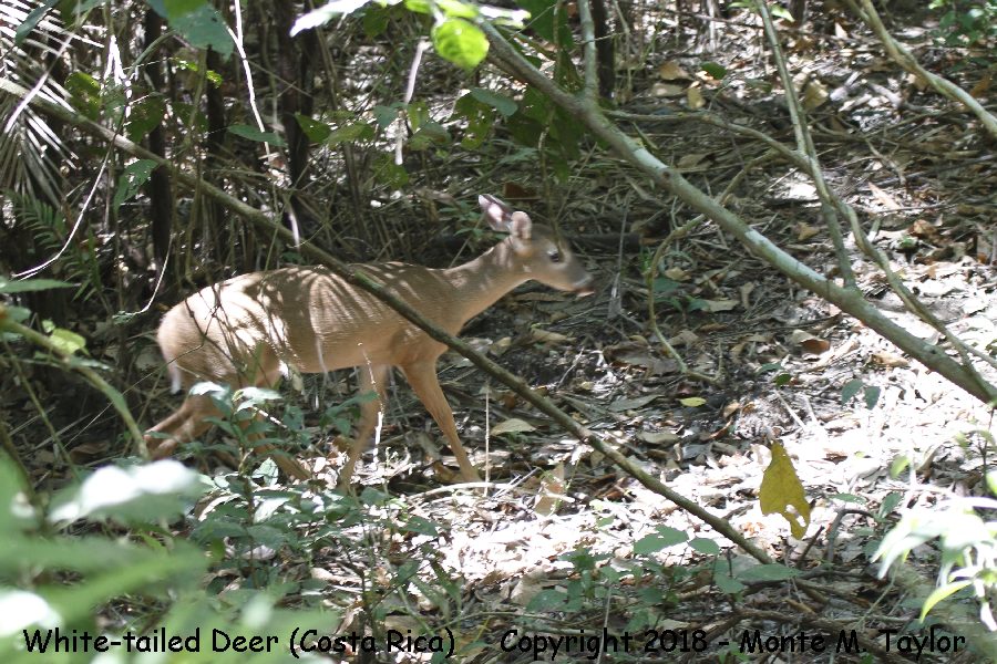 White-tailed Deer -winter- (Costa Rica)
