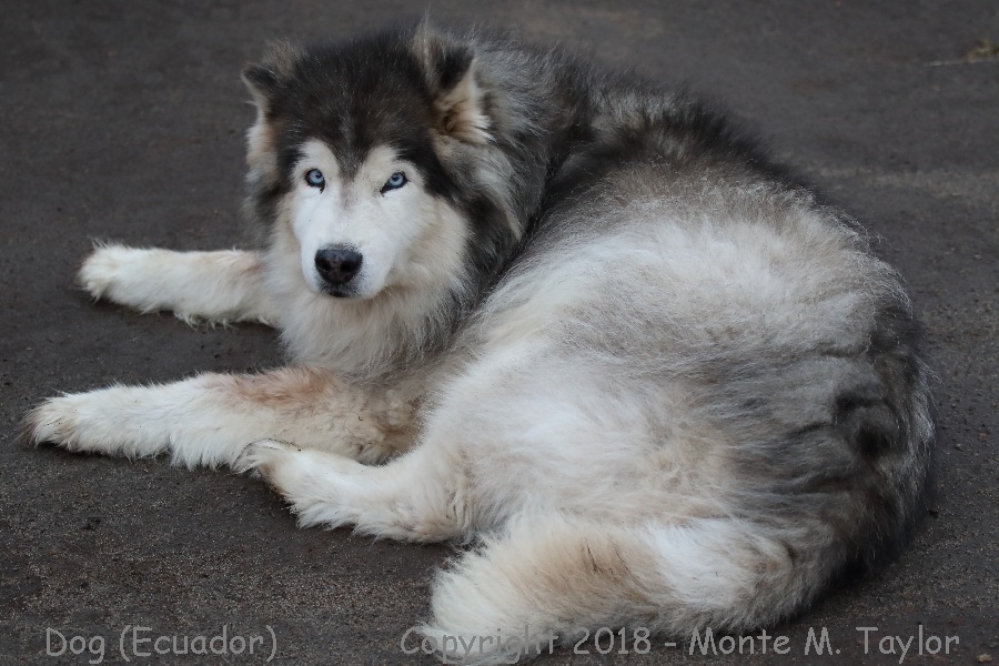 Dog -one of many breeds- (Ecuador)