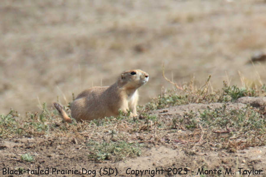 Black-tailed Prairie Dog -fall- (Black Hills South Dakota)