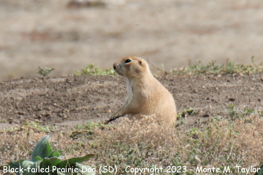 Black-tailed Prairie Dog -fall- (Black Hills South Dakota)