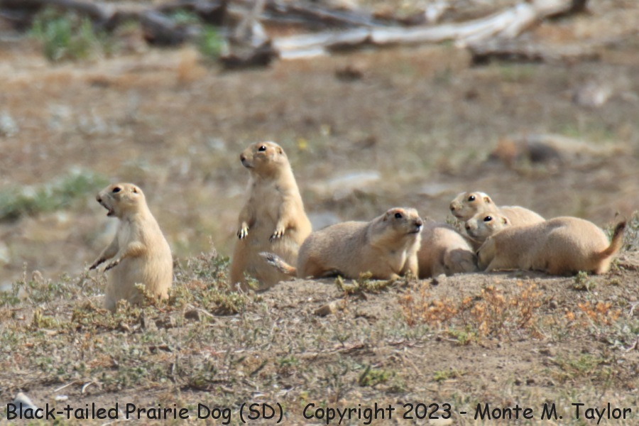 Black-tailed Prairie Dog -fall- (Black Hills South Dakota)