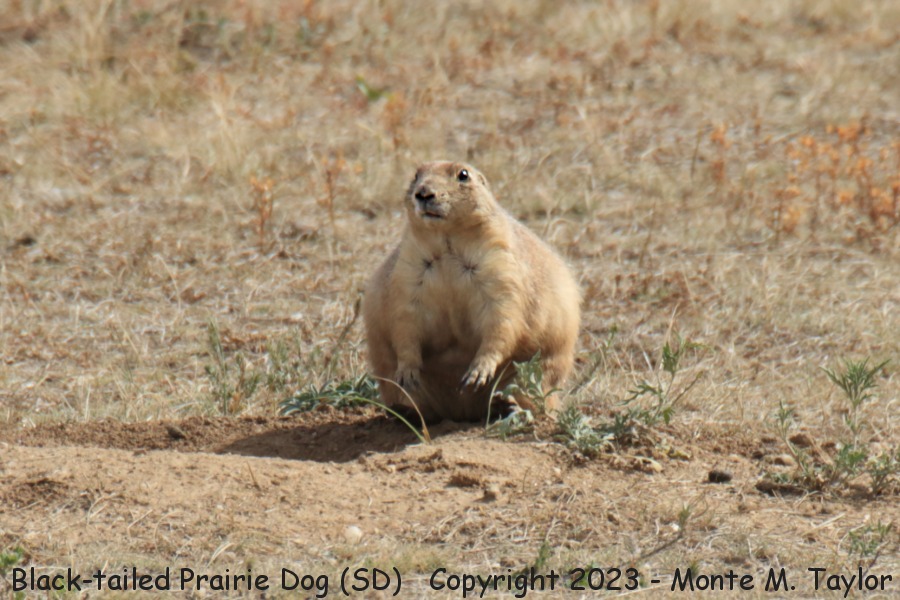 Black-tailed Prairie Dog -fall- (Black Hills South Dakota)