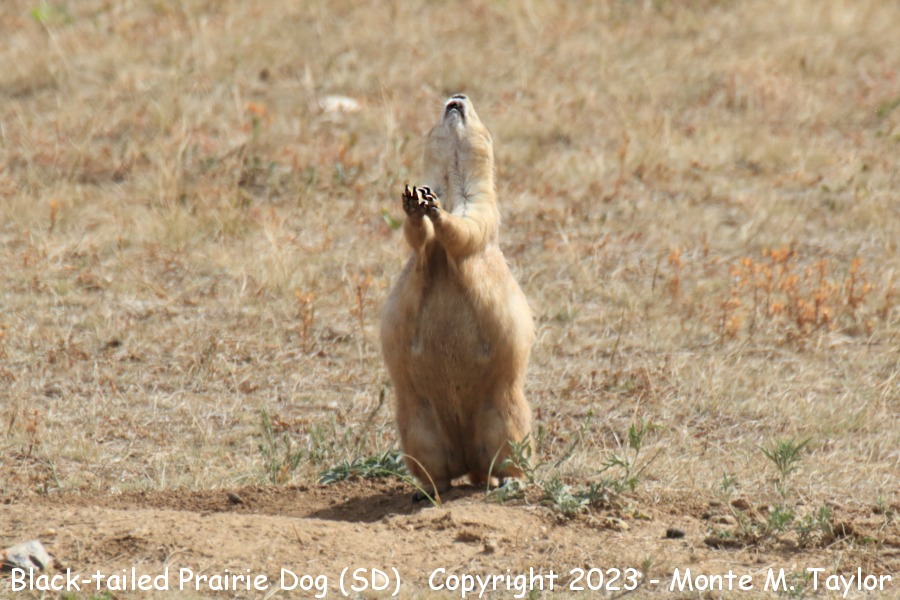 Black-tailed Prairie Dog -fall- (Black Hills South Dakota)