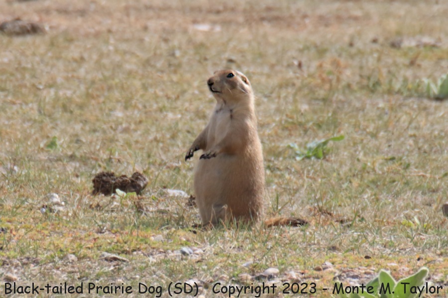 Black-tailed Prairie Dog -fall- (Black Hills South Dakota)