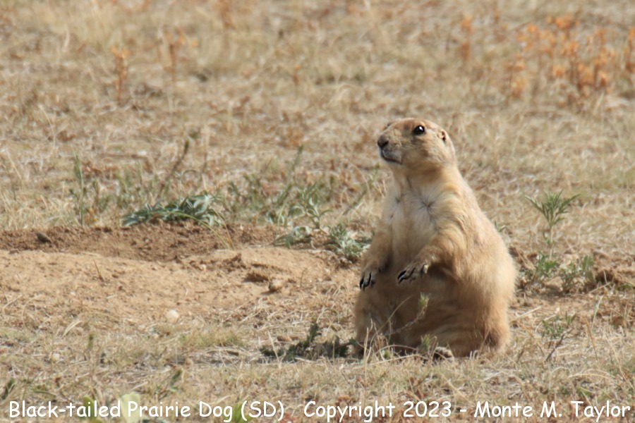 Black-tailed Prairie Dog -fall- (Black Hills South Dakota)