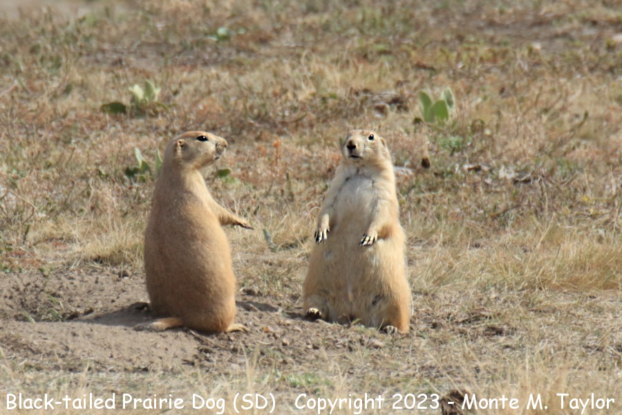 Black-tailed Prairie Dog -fall- (Black Hills South Dakota)