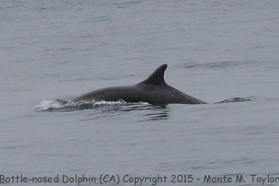 Bottle-nosed Dolphin -summer- (California)