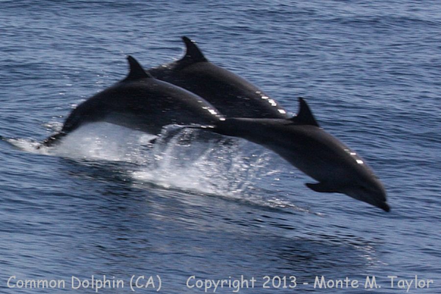 Common Dolphin -spring- (California)