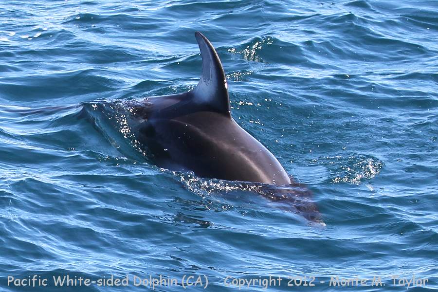Pacific White-sided Dolphin -fall- (California)