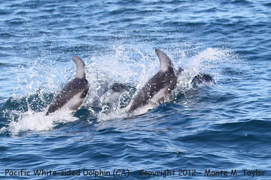 Pacific White-sided Dolphin -fall- (California)