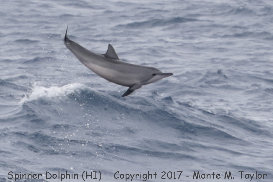Spinner Dolphin -spring- (Kauai, Hawai'i)