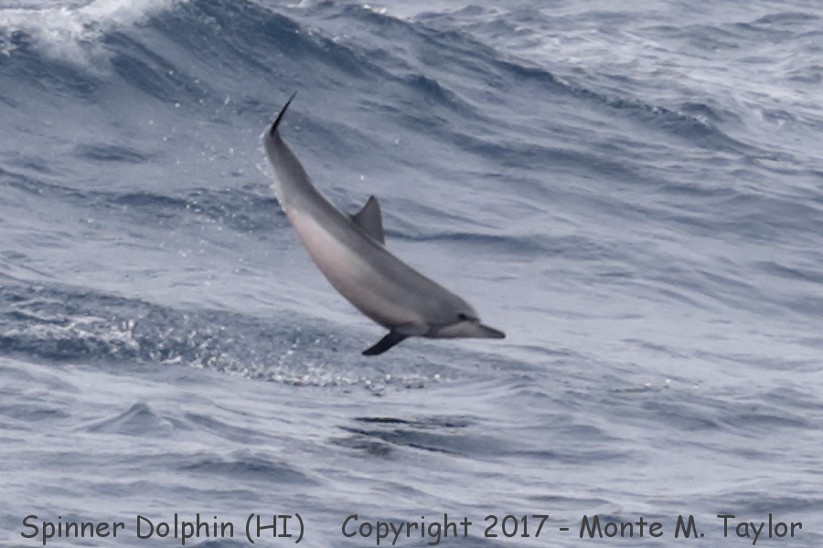 Spinner Dolphin -spring- (Kauai, Hawai'i)