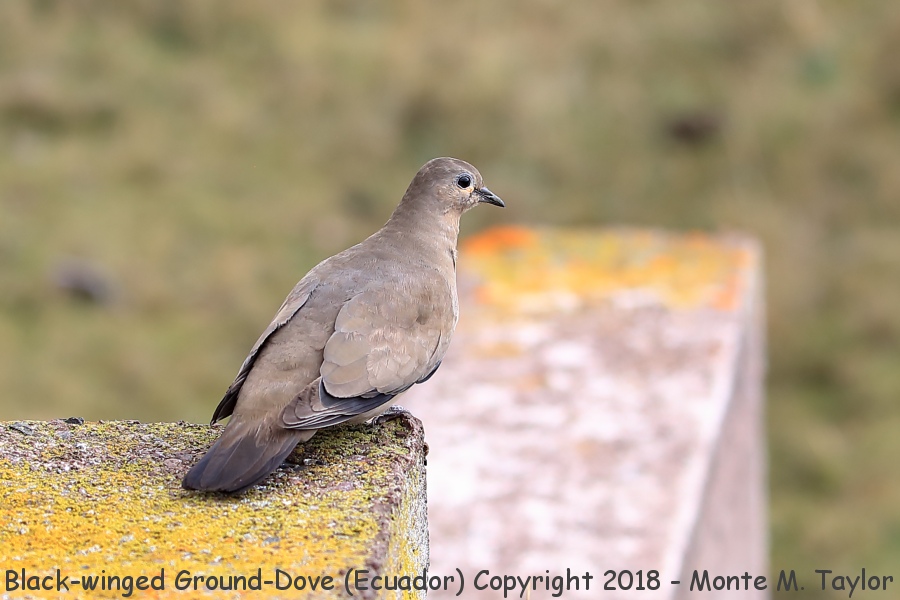 Black-winged Ground Dove -November- (Antisana Ecological Reserve, Ecuador)