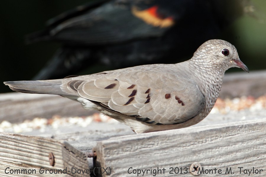 Common Ground-Dove -fall- (Texas)
