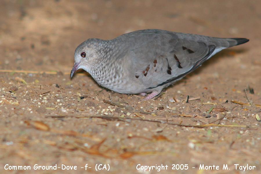 Common Ground-Dove -fall female- (California)