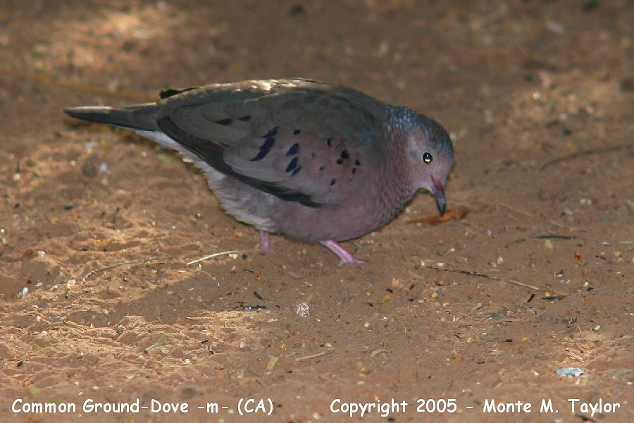 Common Ground-Dove -fall male- (California)
