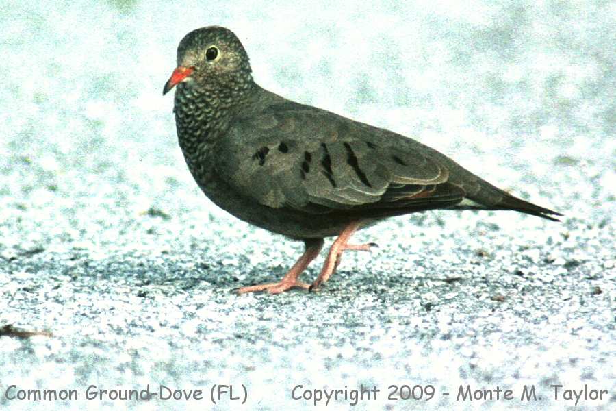 Common Ground-Dove -spring male- (Florida)
