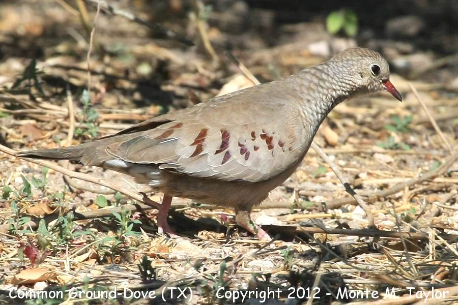 Common Ground-Dove -spring male- (Texas)