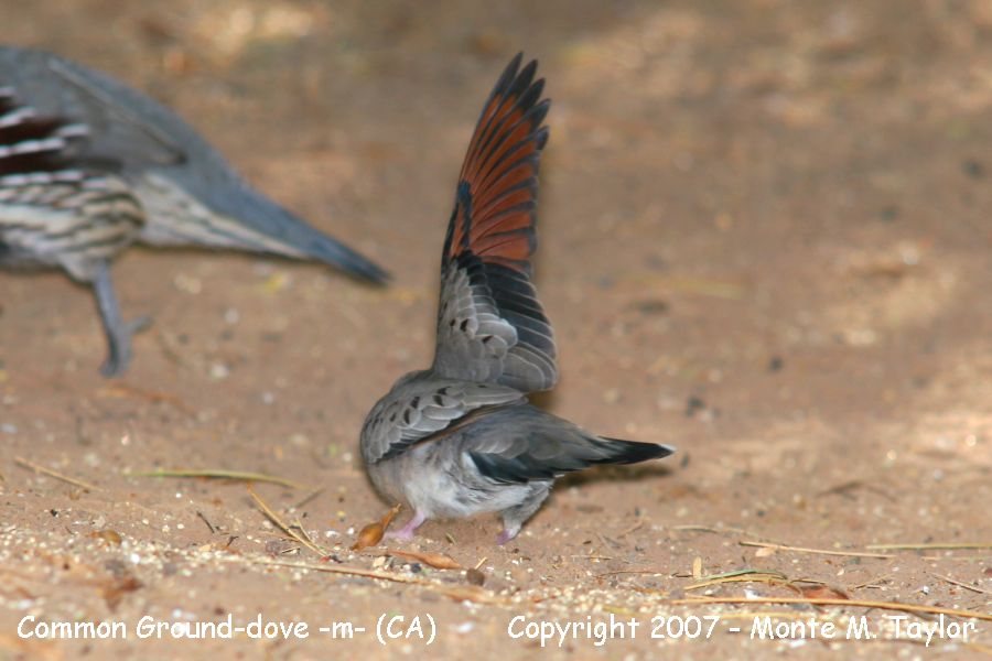 Common Ground-Dove -fall male w/wing raised- (California)