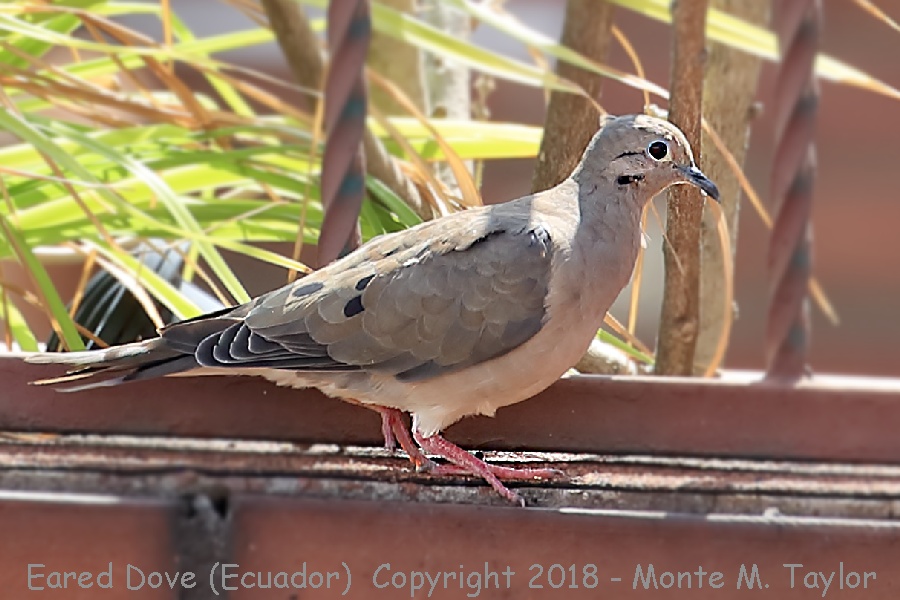 Eared Dove -November- (Quito, Ecuador)
