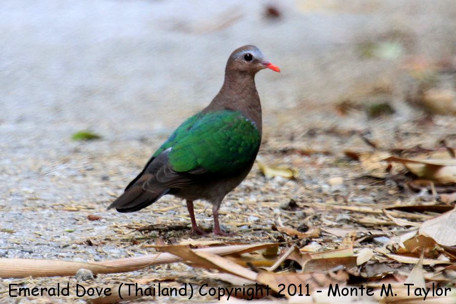 Emerald Dove -winter- (Kaeng Krachan National Park, Petchaburi, Thailand)