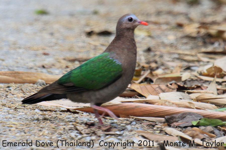 Emerald Dove -winter- (Kaeng Krachan National Park, Petchaburi, Thailand)