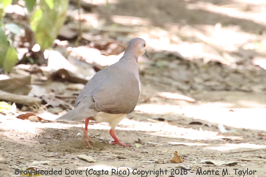 Gray-headed Dove ???? -winter- (Costa Rica)