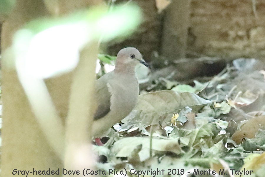 Gray-headed Dove -winter- (Costa Rica)