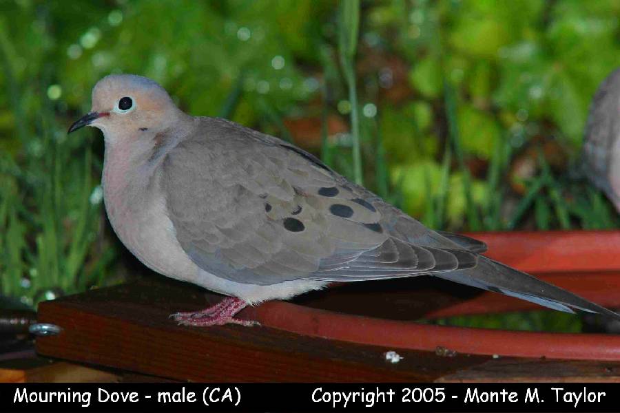 Mourning Dove -spring- (California)