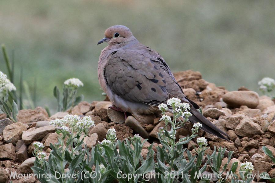 Mourning Dove -spring- (Colorado)