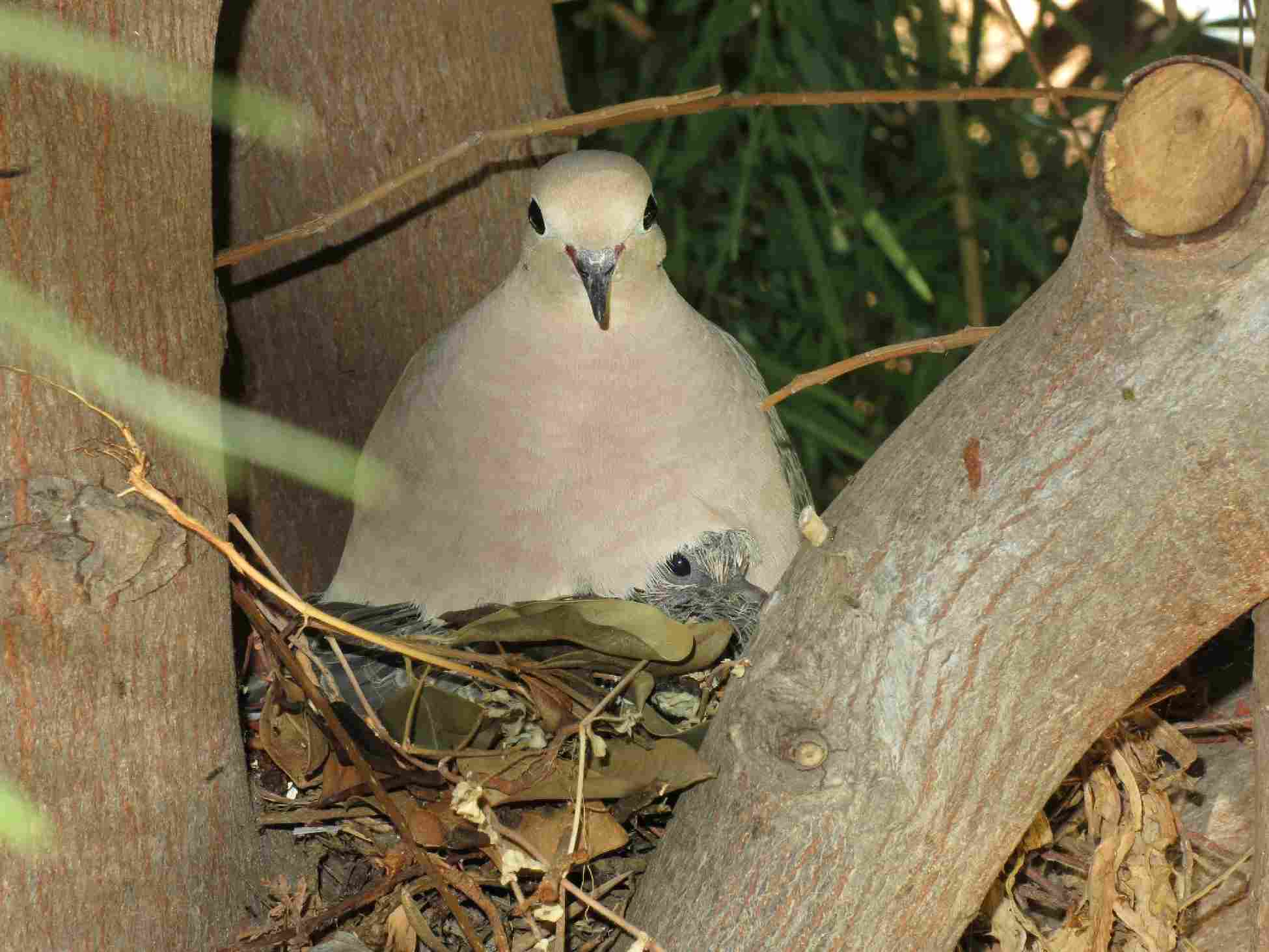 Mourning Dove on chick -spring- (California)