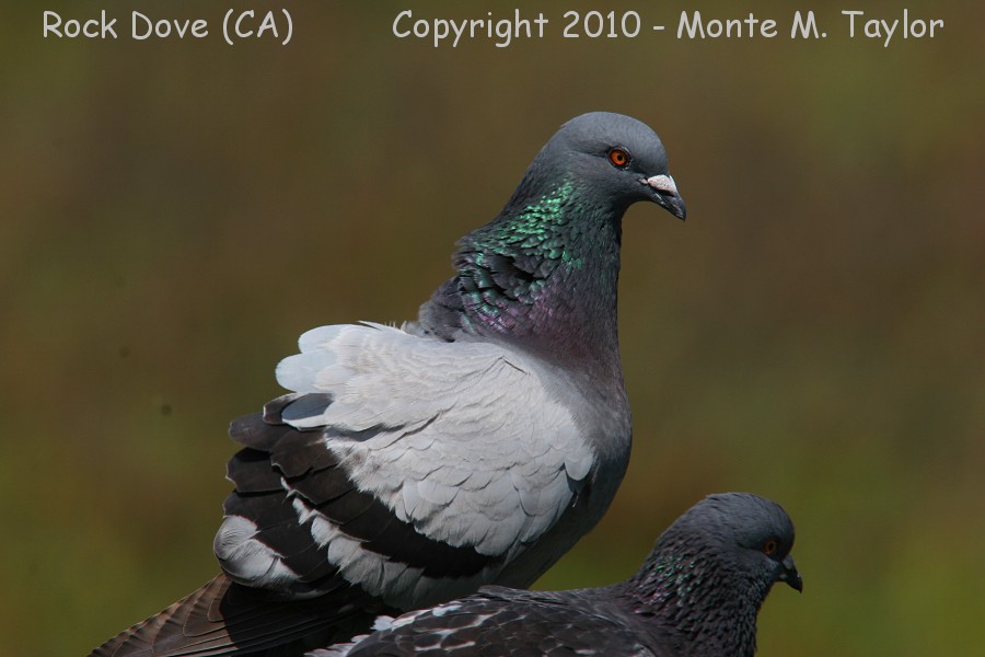 Rock Pigeon (Dove) -spring- (California)