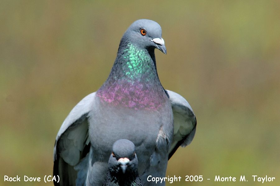 Rock Pigeon (Dove) -winter- (California)