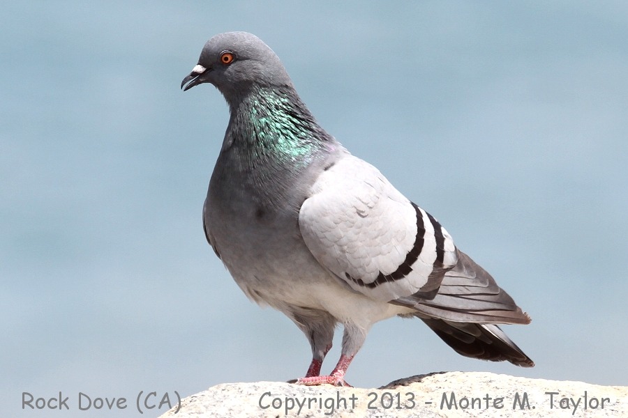 Rock Pigeon (Dove) -summer- (California)