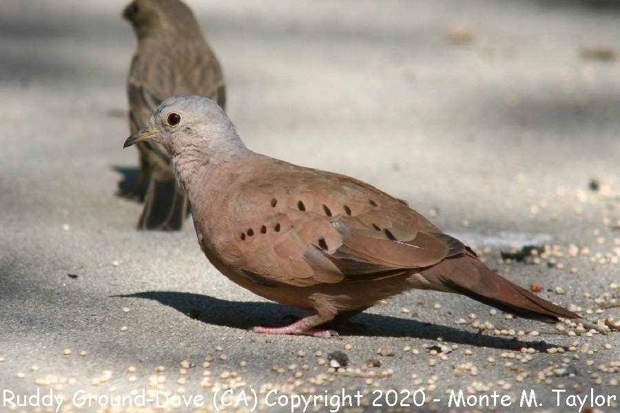 Ruddy Ground Dove -fall male- (California)