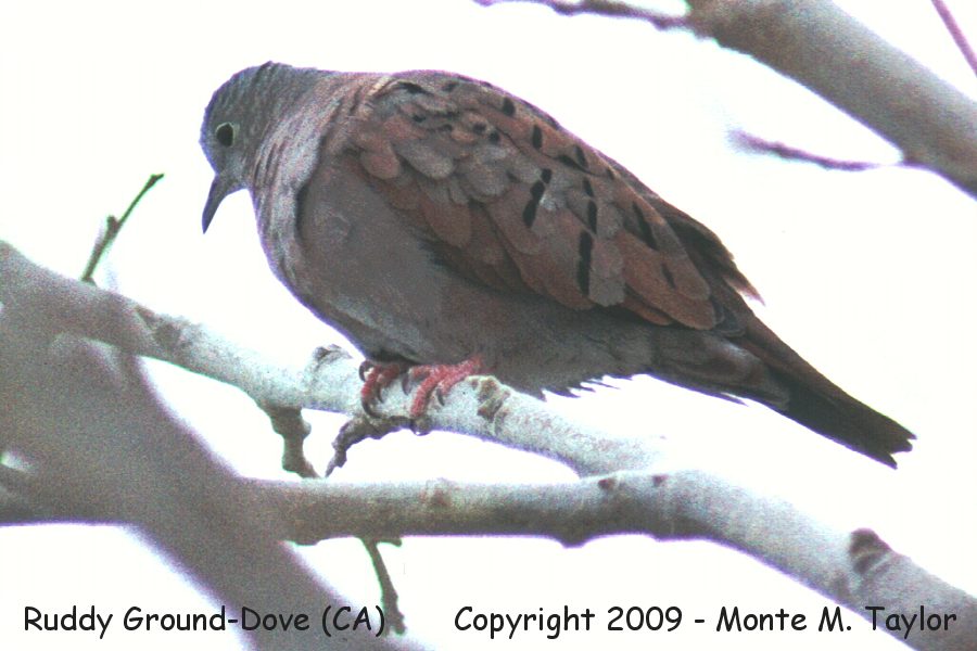Ruddy Ground Dove -winter male- (Along the Colorado River, California)