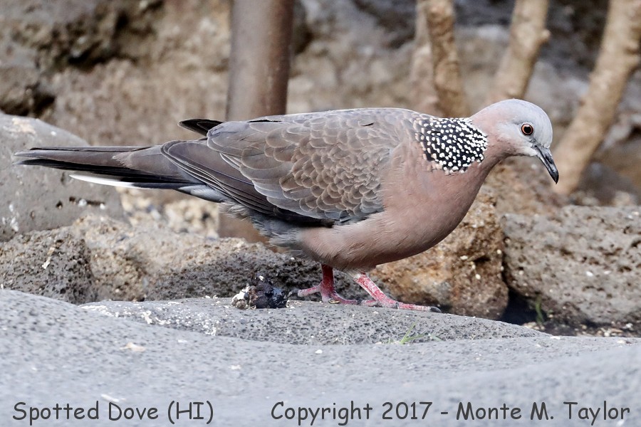 Spotted Dove -spring- (Big Island, Hawai'i)