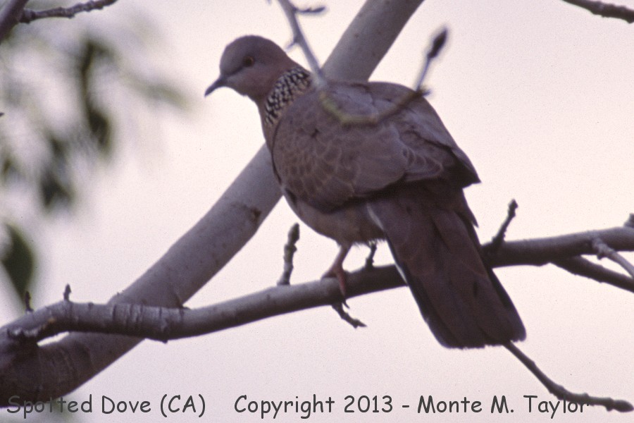Spotted Dove -winter- (California)