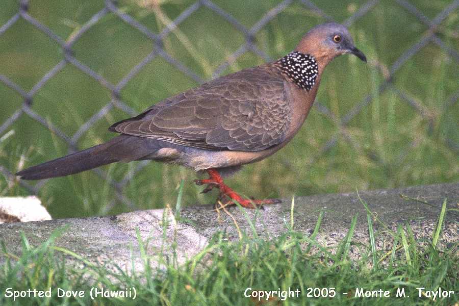 Spotted Dove -winter- (Hawai'i)