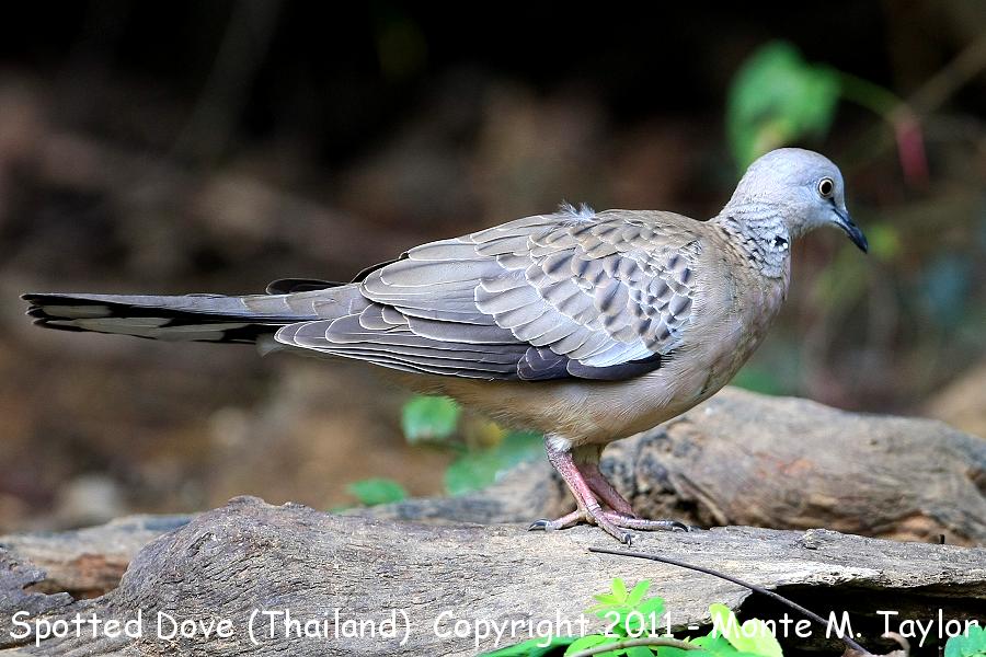 Spotted Dove -winter- (Kaeng Krachan National Park, Petchaburi, Thailand)