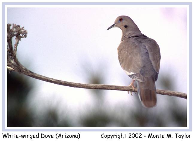 White-winged Dove -spring- (Arizona)