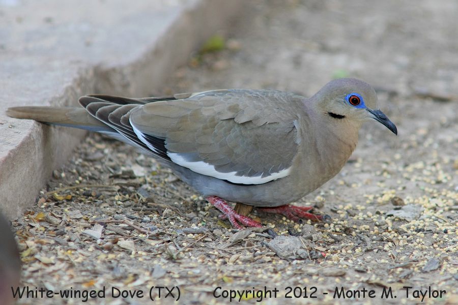 White-winged Dove -spring- (Texas)