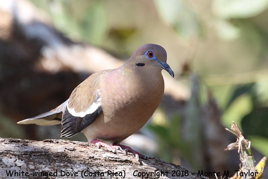 White-winged Dove -winter- (Costa Rica)