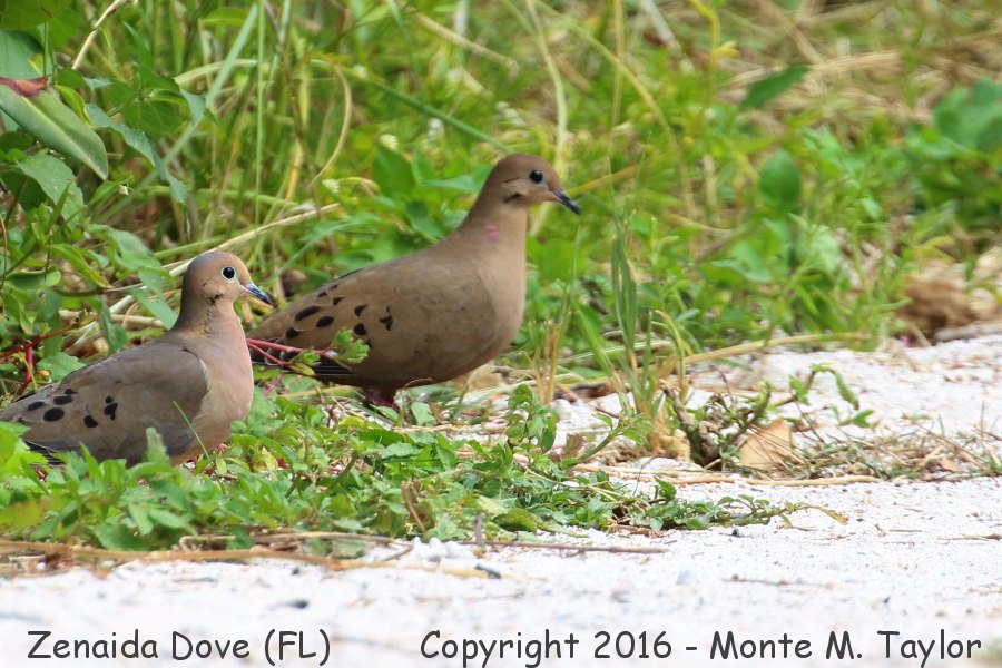 Zenaida Dove -March 8th, 2016- (Long Key State Park, Florida)